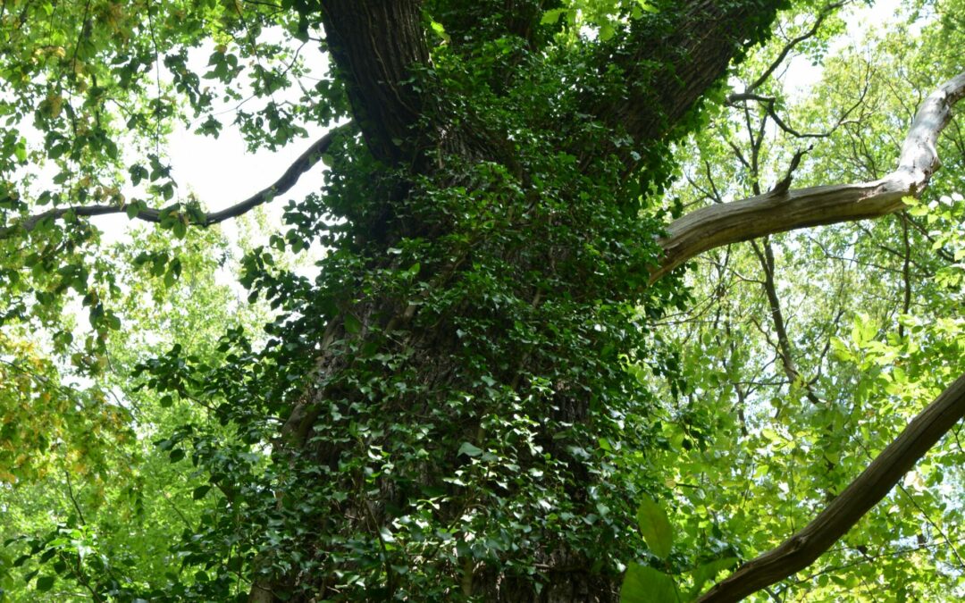 Floriffoux – l’arbre à clous ou arbre de Saint Hubert