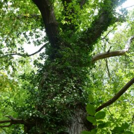 Floriffoux – l’arbre à clous ou arbre de Saint Hubert